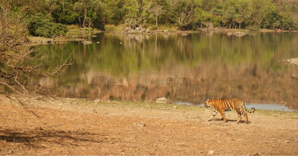 Ranthambore National Park India