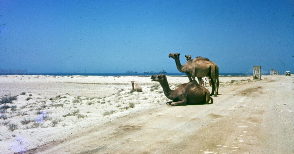 Taif saudi arabia
