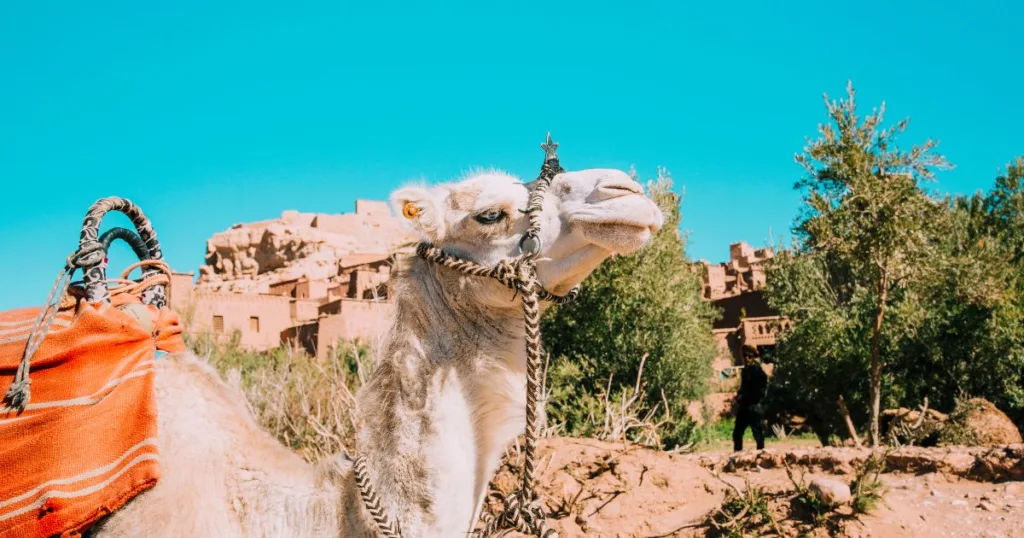 good places to visit in egypt (1)