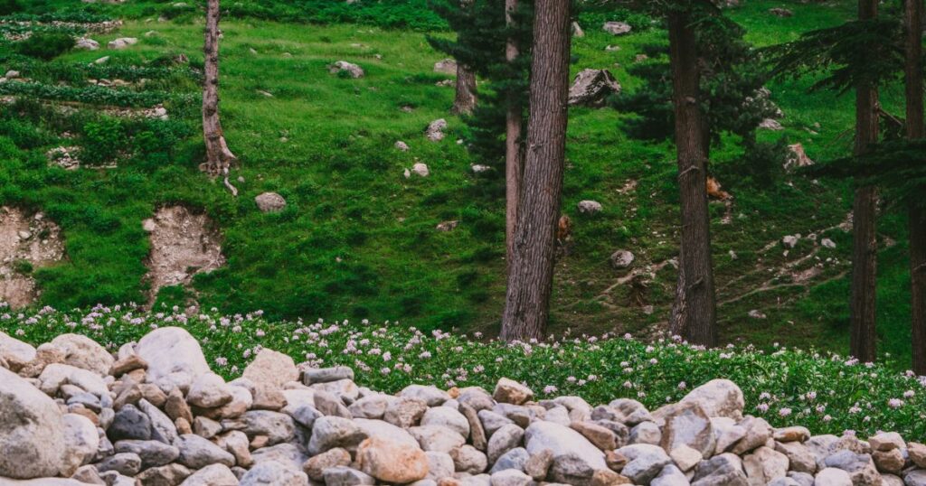 green valley- northern areas of pakistan